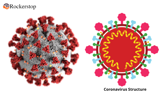 How Corona Virus Vaccine Works