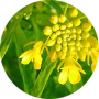 freelancers-in-India-Logo-Design-Assam-Azad-chawrok