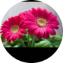 freelancers-in-India-Online-Writing-Batticaloa-KM.Jesliha