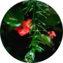 freelancers-in-India-Financial-Analyst-Bangalore-Mary-Mettilda-Francis