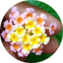 freelancers-in-India-Computer-Graphics-Machilipatnam-Tejaswi-v