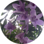 freelancers-in-India-Freelancer-HR-galle,sri-lanka-Kushara-Nayodhani