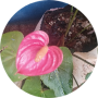 freelancers-in-India-Accounting-Margoa,Goa-Jennifer-Fernandes
