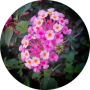 freelancers-in-India-Copy-Typing-Dharmapuri-Suba-sri