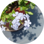 freelancers-in-India-HTML-Calicut-Nikitha-kumari