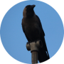 freelancers-in-India-Content-Writing-Pune-Goutam-Sahu