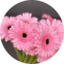 freelancers-in-India-Data-Entry-Thanjavur-Elakkiya.S