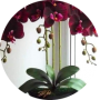 freelancers-in-India-Writing-Ras-Al-Khaima-Rimsha-Akhtar-