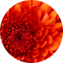 freelancers-in-India-Online-Writing-Nakuru-Florence-Anyango