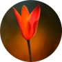 freelancers-in-India-Data-Entry-kanchipuram-yamuna