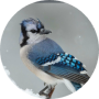 freelancers-in-India-Data-Entry-Kolkata-aditi-das