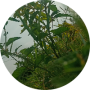 freelancers-in-India-Data-Entry-Tirunelveli-Y.Jenifer