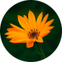 freelancers-in-India-Data-Entry-BENGALURU-Shubiksha-S