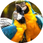 freelancers-in-India-Data-Entry-Marthandam-Arya-vijayan