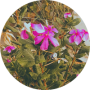 freelancers-in-India-Banner-Design-Lahore-Sonia-Zahid-