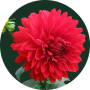 freelancers-in-India-Full-Stack-Development-Chennai-Ballarapu-janson